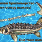 Савченко_Софья