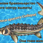 Савченко_Софья